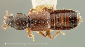 Media type: image;   Entomology 6540 Aspect: habitus dorsal view
